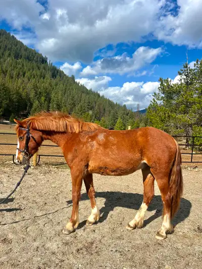 Welsh Colt, View more