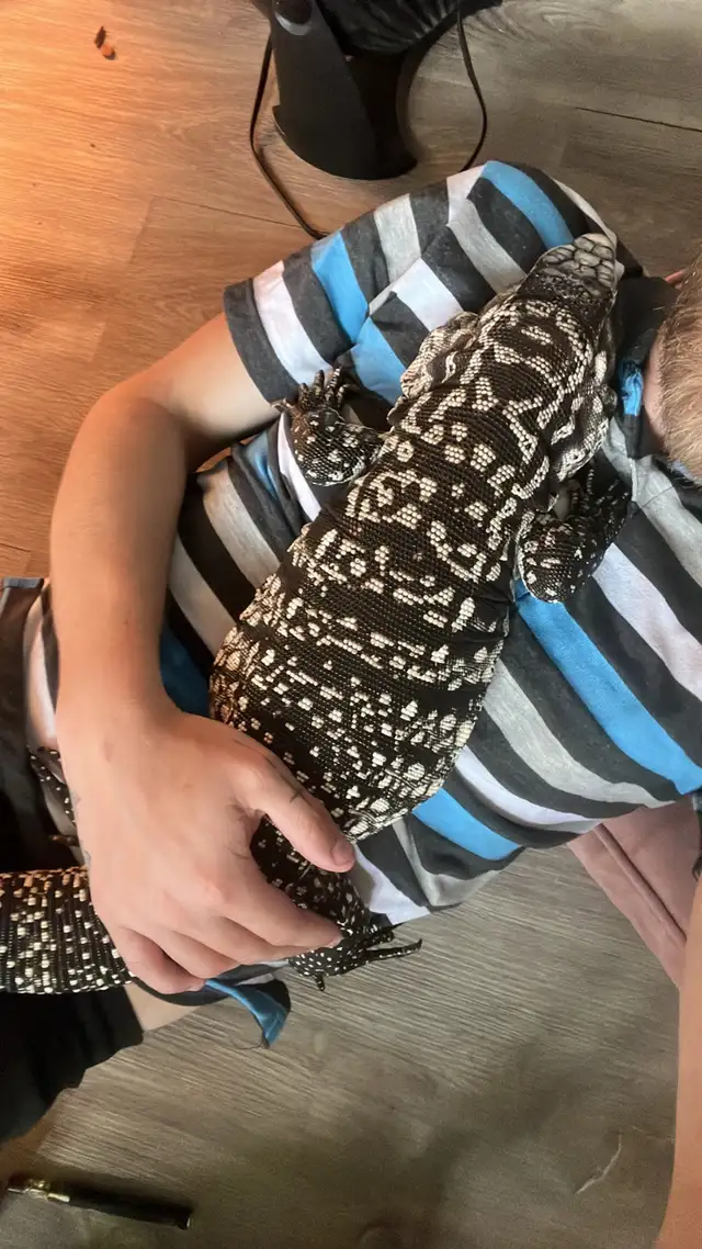 Male Argentine black and white tegu in Reptiles & Amphibians for Rehoming in Kawartha Lakes - Image 5