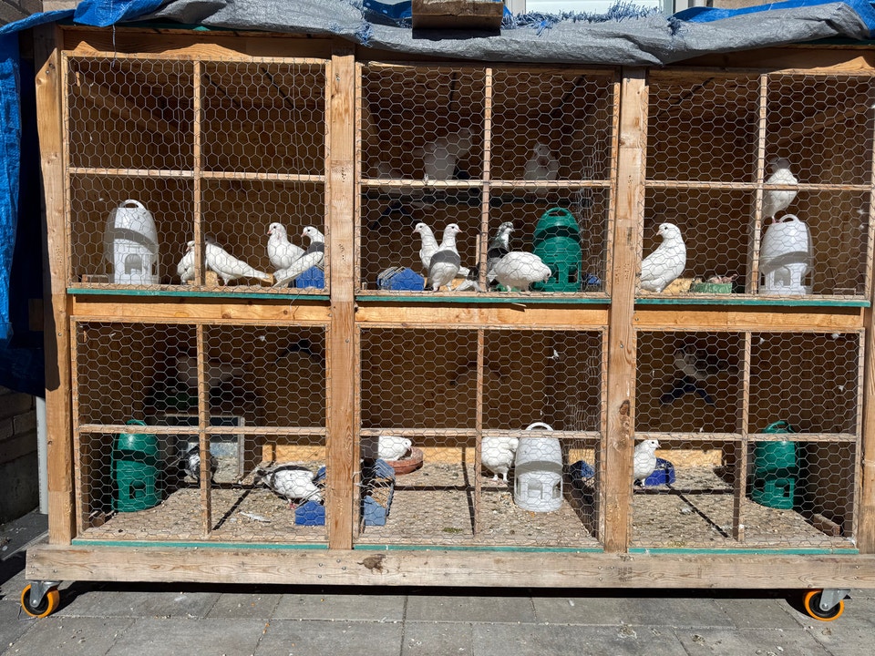 pigeons for sale | Birds for Rehoming | Markham / York Region | Free ...