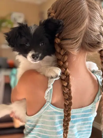 Registered Male Papillon, View more