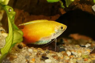 Honey Gourami for Rehoming, View more