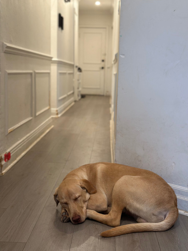 Pet adoption ( Looking for a new home) dans Chiens et chiots à adopter  à Ville de Montréal - Image 4