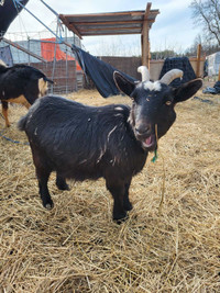 Female Nigerian Dawrf goats for sale 