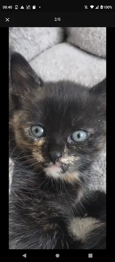 healthy tortoiseshell girl kitten , View more