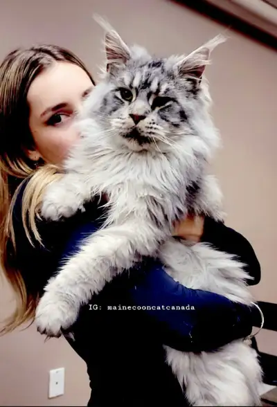 GIGANTIC Maine Coons, View more