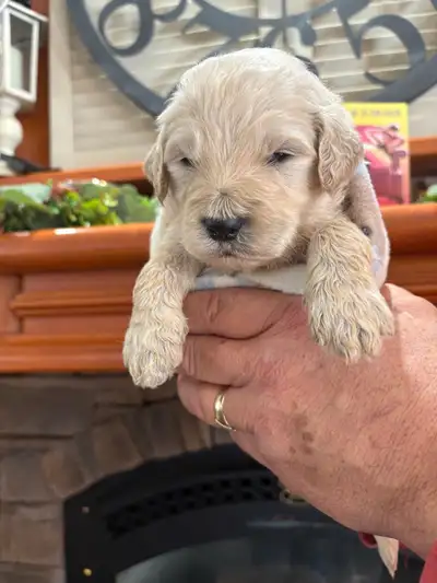 Golden Doodles, View more