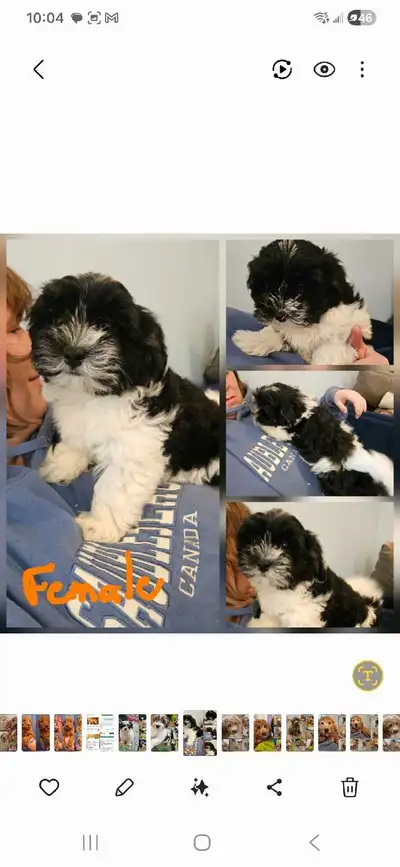 Havanese CKC registered Female Pup, View more