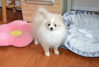 Female Pomeranian Puppy, View more