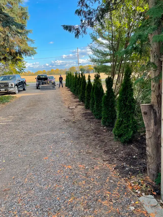 Ontario Grown Trees in Plants, Fertilizer & Soil in Chatham-Kent - Image 3