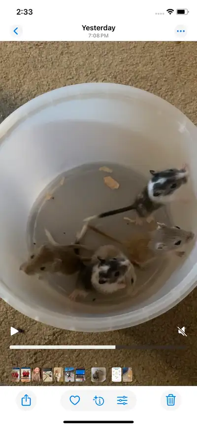Just about 6 weeks old and ready for new kids to love! Would prefer them to go in pairs or threes as...