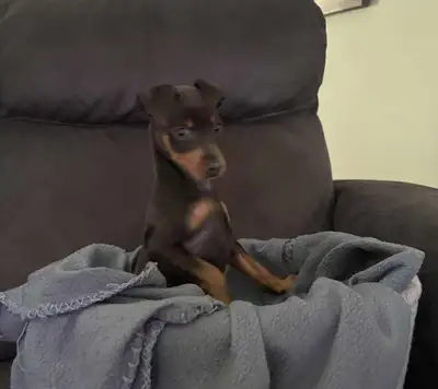 Pinscher, View more