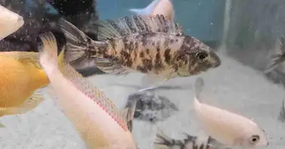 $5 female OB & Sunburst Peacock Cichlids , View more