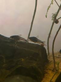 4 Pygmy Corydoras
