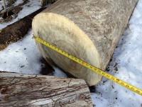 Elm Log 15' long with no knots, good for lumber, furniture?
