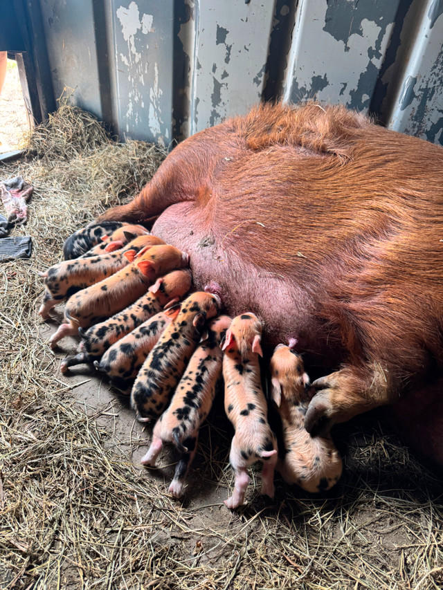 Kunekune piglets (registered, pets or meat) in Livestock in Chatham-Kent