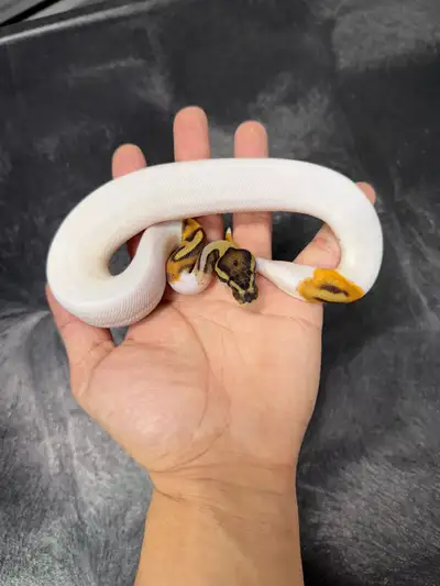 orange Dream Pied ball python pos het lavender female , View more