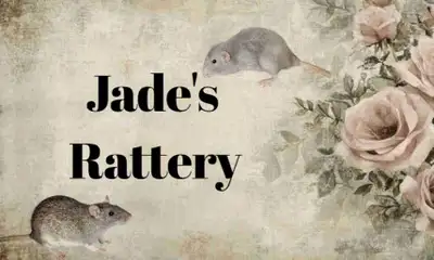 Adorable Baby Rats For Sale !, View more