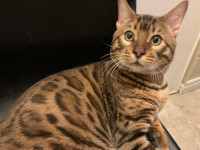 Bengal kitten to go to his FURRR-ever home!