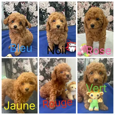 caniche toys prêt à partir, View more
