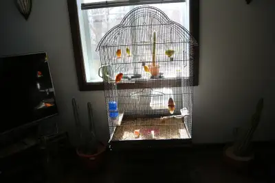 5 canaris avec grande cage, View more