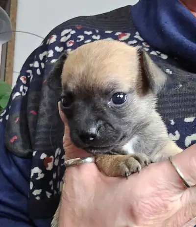 ONE Tiny applehead female available Ready April 15 Parents on site. Vet health chec/shots/ dewormed...