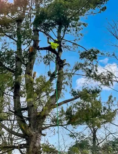 Affordable Tree Care, View more