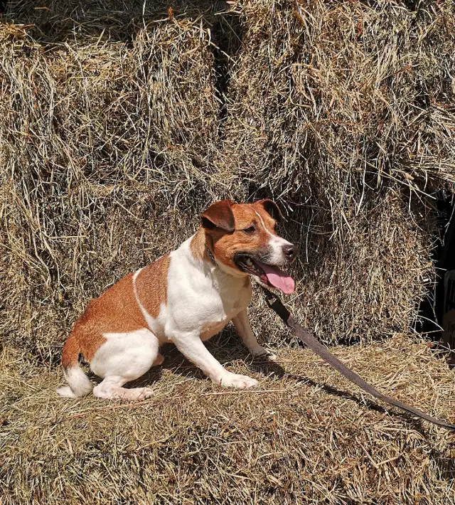 ***Chien Jack Russell mâle adulte à vendre in Dogs & Puppies for Rehoming in Longueuil / South Shore - Image 3
