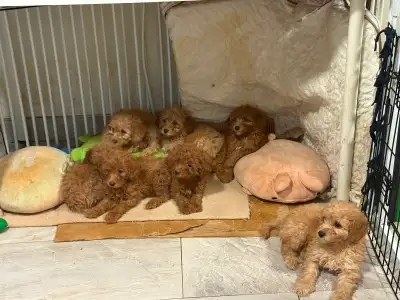 Apricot red brown Mini Poodles For Sale Toronto, View more