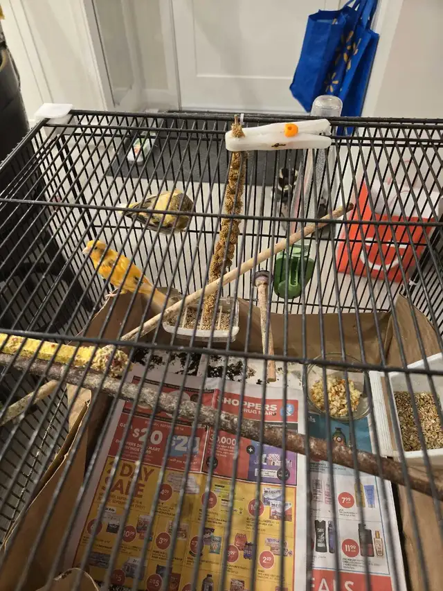 canary birds for sale  in Birds for Rehoming in Tricities/Pitt/Maple - Image 5