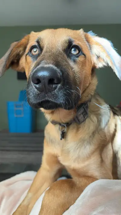 Puppy for rehoming, View more