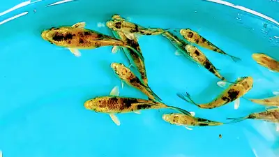 Baby Koi fish for sale, View more