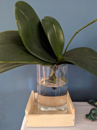 Orchid plant in water