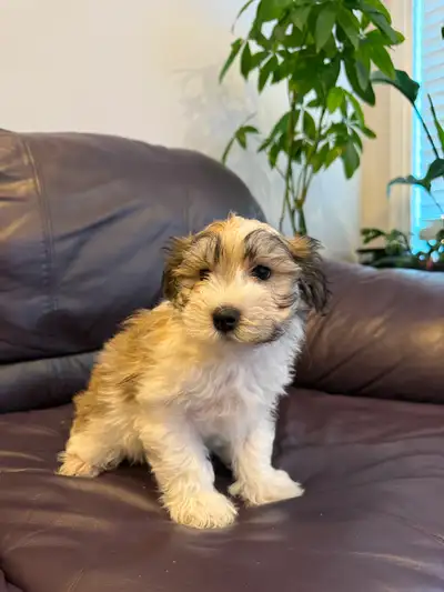 Puppies looking for forever homes!, View more
