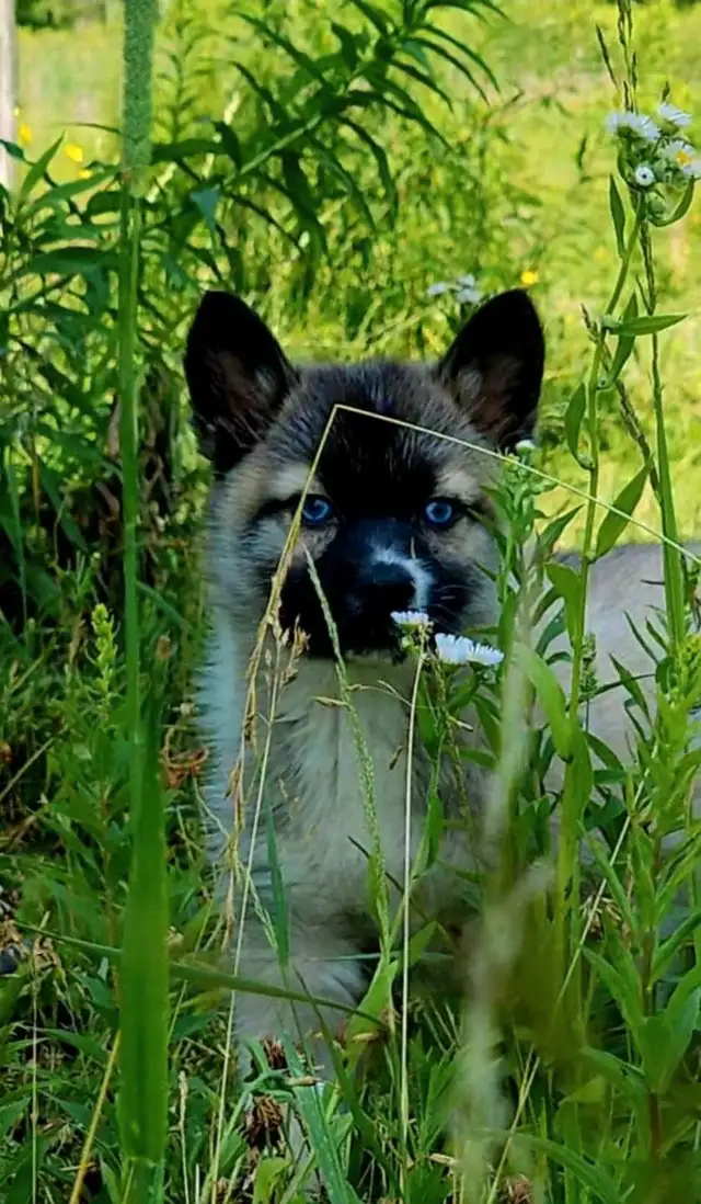 Husky x pup 1 girl with blue eyes in Dogs & Puppies for Rehoming in Ottawa - Image 2