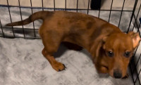 Female miniature dachshund