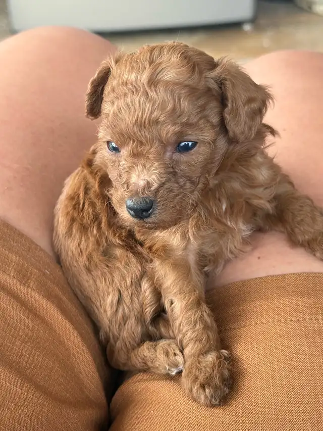 toy poodles  in Dogs & Puppies for Rehoming in Whitehorse - Image 7