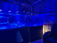 Saltwater aquarium reef tank 