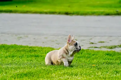 French Bulldog Puppies ready for their forever  home, View more
