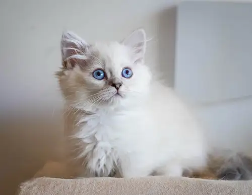 We currently have 10 beautiful Munchkin kittens available from two litters born on May 6th and May 1...