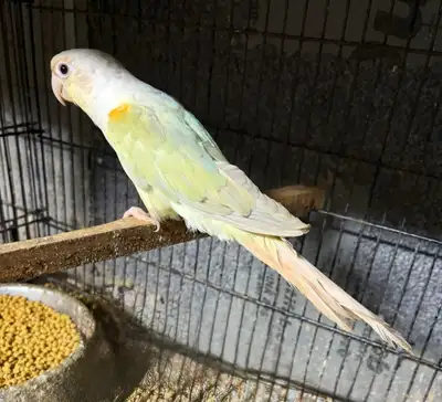 Conure Babies , View more