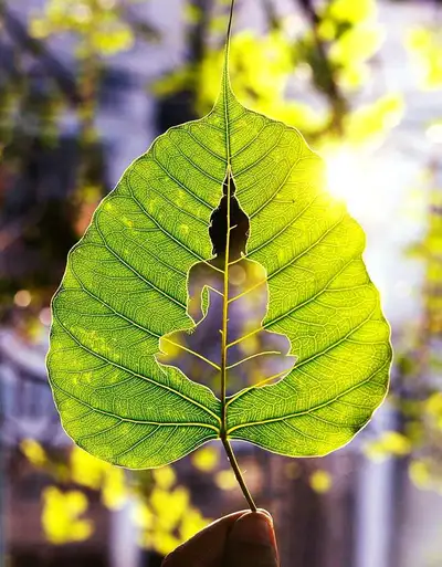 Hypnotherapy Course - Learn to use the power of the mind, View more