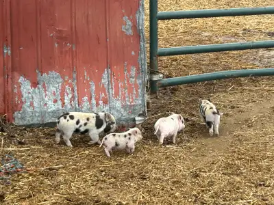 Mini Pigs, View more