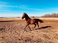 Beautiful Standardbred Gelding Looking For A New Home