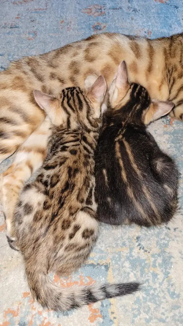 Luxury Bengal Kittens – Trained, Vet-Checked, Ready Now! in Cats & Kittens for Rehoming in Vancouver - Image 6