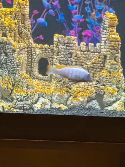 Free to good home  two to three inch cichlid, View more
