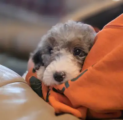 Mini Bernedoodle, View more