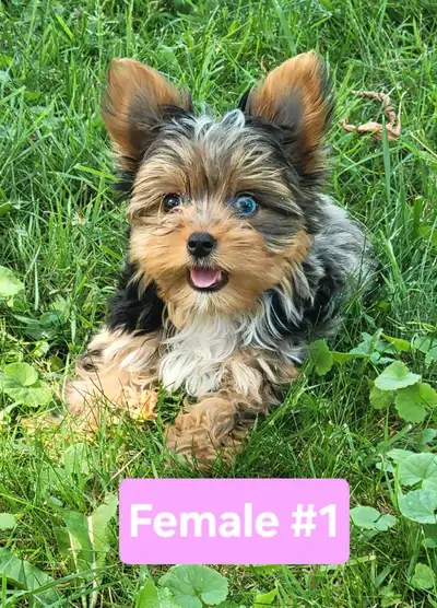 pure yorkie puppys, View more
