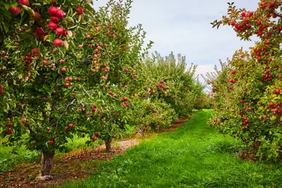 Over 600 trees bearing fruit. Need help this season to maintain orchard. Not much to it, trimming an...