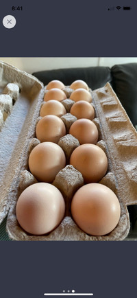 Buff Orpington Hatching eggs 