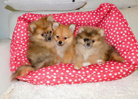Loulou Pomeranian 1 female only available.
